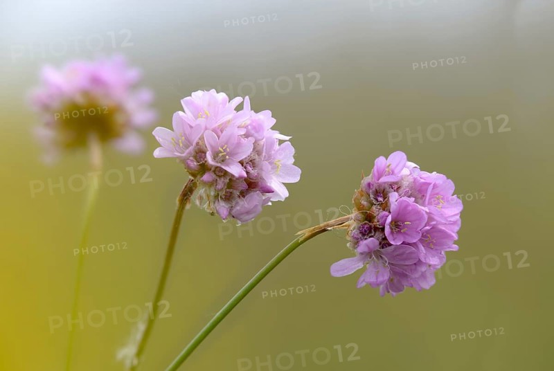 Armeria, Armeria Maritima var. Bottendorfensis, Bottendorfer grass clove, grass clove, flora, plants, plants, sea pink, sea thrift, thrift