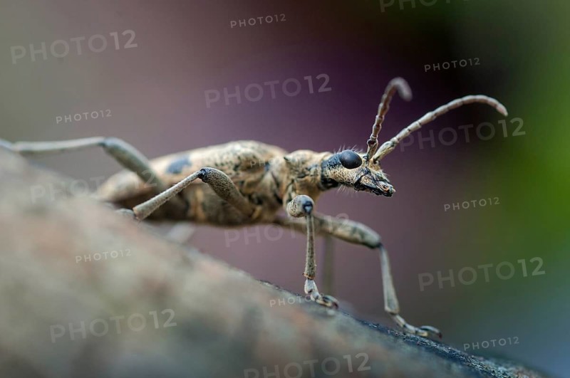 Biting pincheon, blackspotted pliers support beetle, hardwood pincheon, rhagium mordax, scrap-tongerbuck, black-spotted pintreck, pincer buck, beetle, longhbug, coleoptera, insects, beetles
