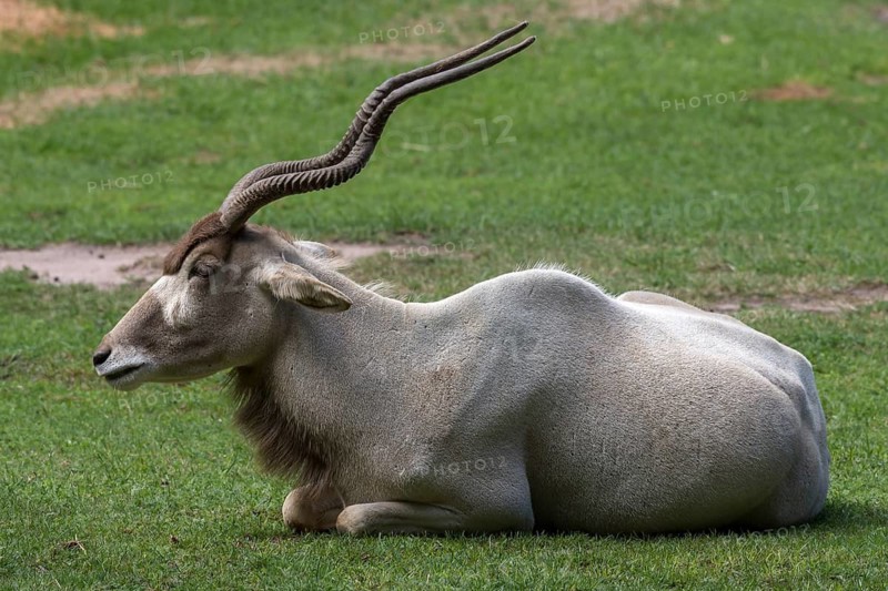 Mendes antelope or addax (Addax nasomaculatus), Nuremberg Zoo, Middle Franconia, Bavaria, Germany