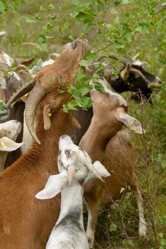 Artiodactyla, Capra Aegagrus Hircus, even-toed ungulate, cloven-hoofed, Pöllwitzer Wald, Thuringia, Thuringia, grazing, domesticated animals, extensive grazing, woody bite, goat, pet, high size, portrait, mammals, bite, willow, wild willow, goat