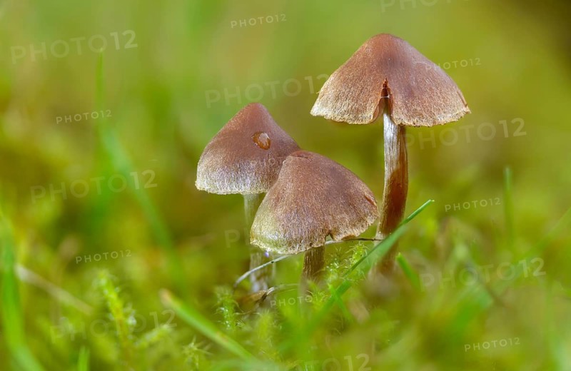 Cortinarius flexipes, scented girdle foot, geranium girdle foot, pelargonium girdle foot, purple girdle foot, white flaky stalk waterhead, fungi, mushrooms