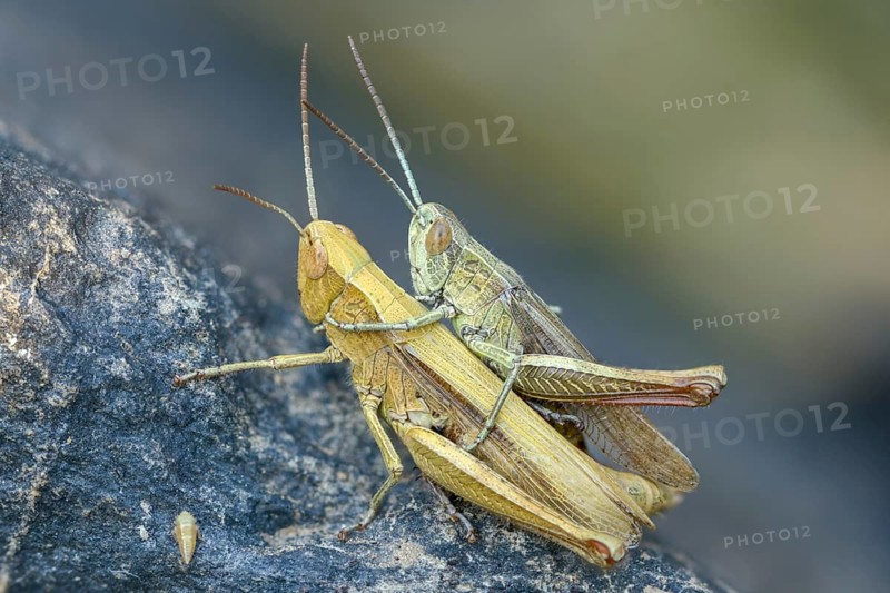 Acrididae, Caelifera, Chorthippus dorsatus, field locusts, gomphocerinae, short-feeler, steppe grasshopper, meadow grasshopper, grasshopper, grasshoppers, insects, male, couple, female
