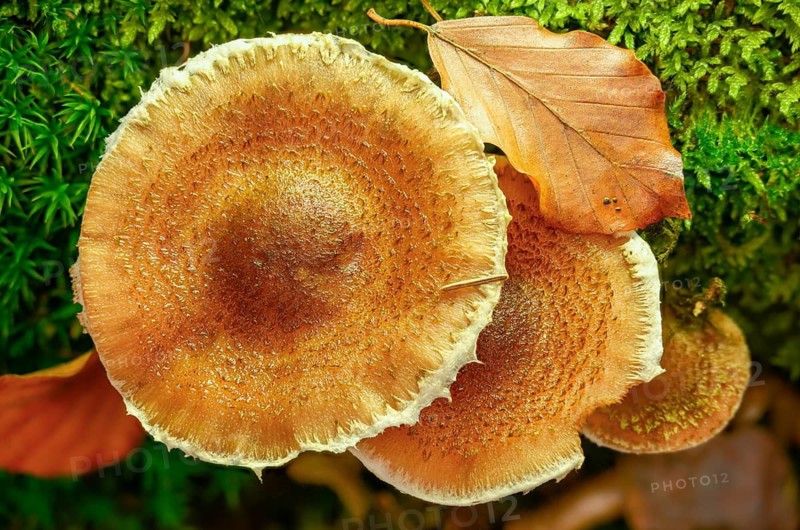 Armillaria ostoyae, Armillaria polymyces, Armillaria solidipes, brown honey mushroom, dark honey mushroom, common honey mash, common honey mash, softwood honey mash, fungi, fungi, mushrooms