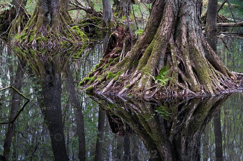 Alnus glutinosa, betulaceae, birch family, European alder, European black alder, adventitive root, alder, tree, black alder, broken forest, trees, common alder, alder, alder, mirror, plants, mirror, plants, reflection, stilt root, tree, forest, wood