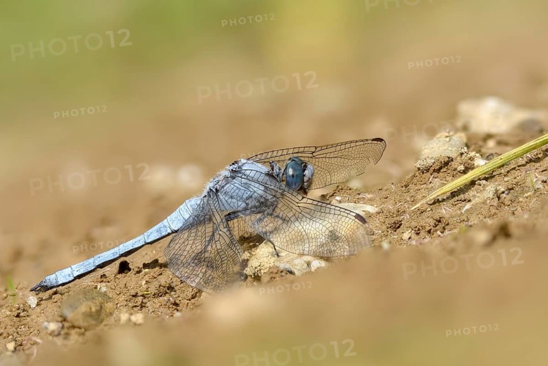 Orthetrum Brunneum, Southern Skimmer, Southern Blue Arrow, Anisoptera, Blue Arrow, Damselflies, Dragonflies, Insects, Dragonflies, Odonata, Sailing Barks