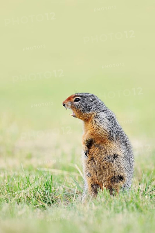 Columbia ground squirrel (Urocitellus columbianus, Spermophilus columbianus) standing upright in a meadow and calling, Waterton Lakes National Park, Alberta, Canada