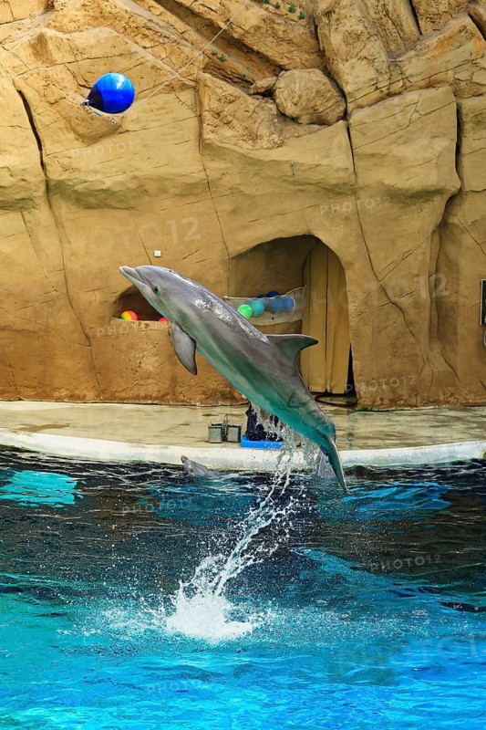 Delfinshow, Delfinarium Duisburg, Duisburg, North Rhine-Westphalia, Germany