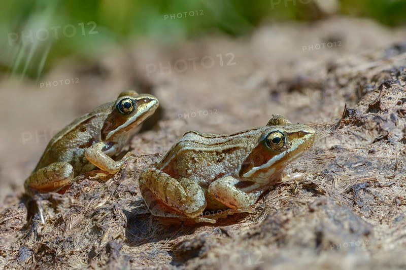Manure heap, poop, cow dung, cow patties, moor frog, moor frog, rana arvalis, amphibians, amphibians, dung, frog, frog, frogs, young animal, juvenile, droppings, amphibians, dung, dung heap
