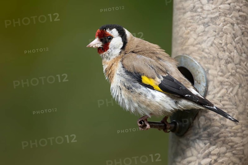 European goldfinch (Carduelis carduelis) adult garden bird feeding on sunflower hearts from a bird seed feeder, England, United Kingdom