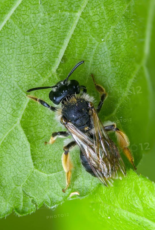 Andrena hemorrhoids, apidae, bees, early mining bee, hymenoptera, orange-tailed mining bee, redback sand bee, redheaded sand bee, sand bee, high size, portrait format, insects, insects