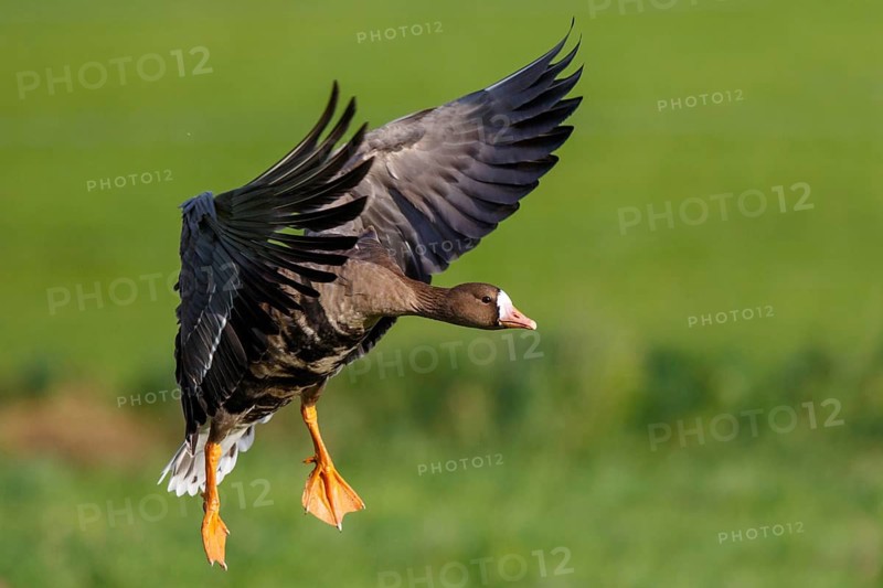 Greater White-fronted Goose (Anser albifrons) flying, North Rhine-Westphalia, Germany