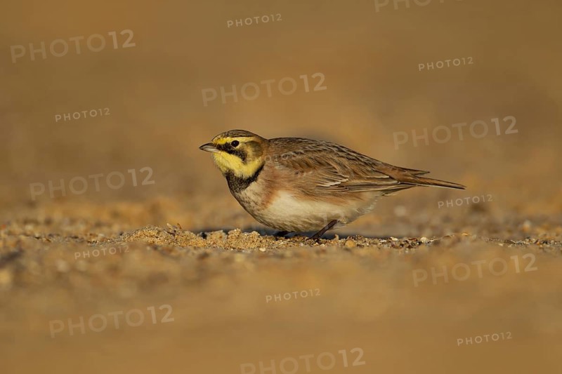 Shore lark or Horned lark (Eremophila alpestris) adult bird on a beach, Suffolk, England, United Kingdom