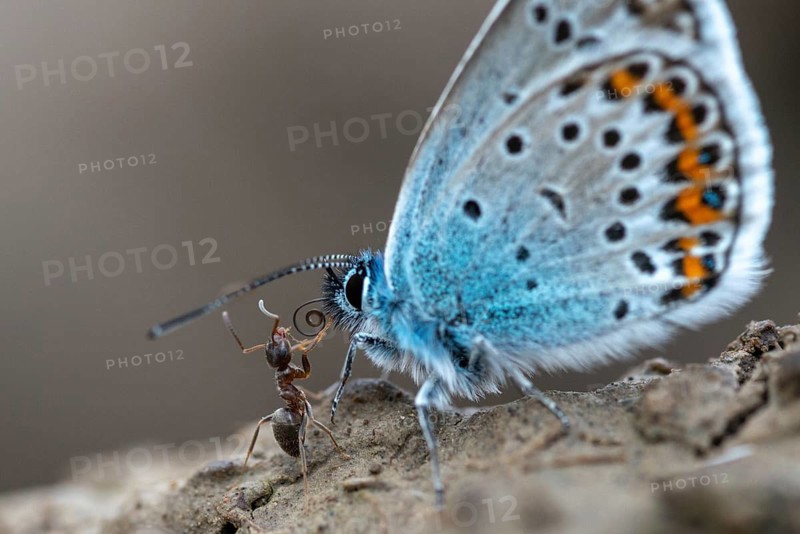 Argus blue, goatclover blue, plebeius argus, silver-studded blue, butterfly, insects, butterfly, butterflies