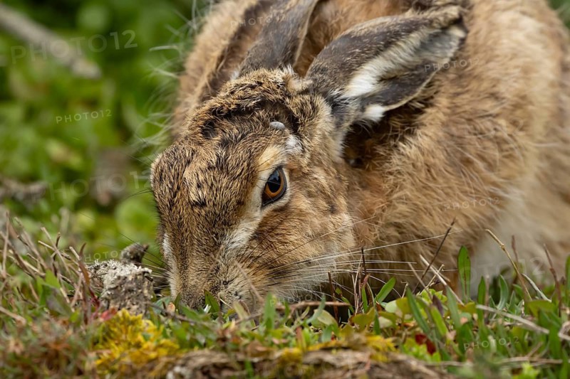 European brown hare (Lepus europaeus) adult animal eating in grassland, England, United Kingdom