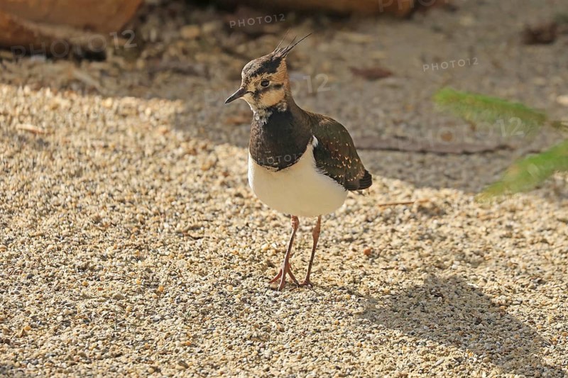 Lapwing (Vanellus vanellus), Lohberg, Bavaria, Germany, Captive