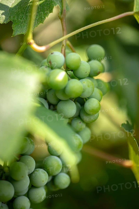 Green grapes (Vitis) hang from a vine in the sunlight, Ternitz, Lower Austria, Austria