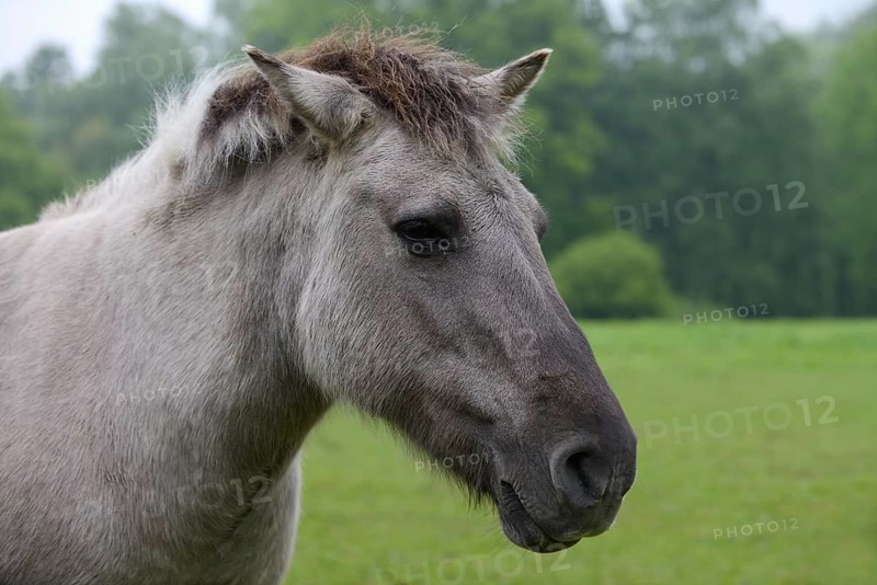 Przewalski's horse (Equus ferus ferus caballus, Equus przewalskii ferus caballus), portrait, North Rhine-Westphalia, Germany