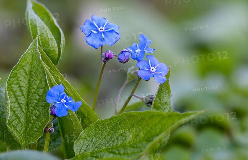 Spring memorial, spring umbilical nut, large flower umbilical nut, big forget-me-not, omphalodes verna, blue-eyed Mary, creeping navel word, flora, plants, plants