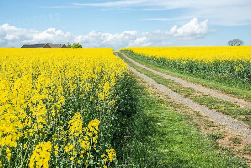 Landscape with fields of yellow flowering rapeseed and a tiny road in Ystad municipality, Skåne county, Sweden, Scandinavia