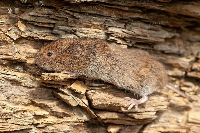 Earth mouse, field vole, microtus agrestis, rodents, Norway, rodentia, short-tailed vole, varanger, mammals, mouse, muroids, rodents, mammals, vole