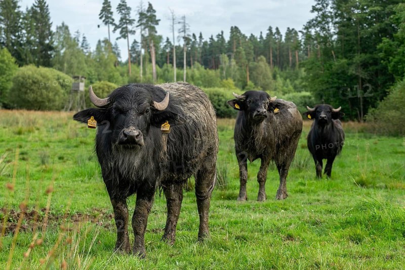 Bavaria, Bubalus Arnee, Even-töd Ungulate, Upper Palatinate, Paarhufer, Tirschenreuth, Waldnaab, Waldnaabaue, water buffalo, wild willows Waldnaabaue, extensive grazing, mammals, mammals