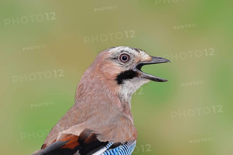 Eurasian Jay (Garrulus glandarius), calling, animal portrait, Wilnsdorf, North Rhine-Westphalia, Germany