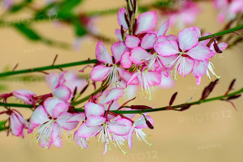 Lindheimer's Beeblossom 'Siskiyou Pink', (Gaura lindheimeri), Vancouver, British Columbia, Canada