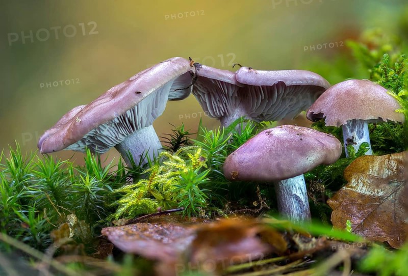 Blue rubella knight, brown-blue rubella knight, lepista nuda, naked rubella knight, purple rubella knighterling, purple rubella funnel, wood blewit, fungi, fungi, mushrooms
