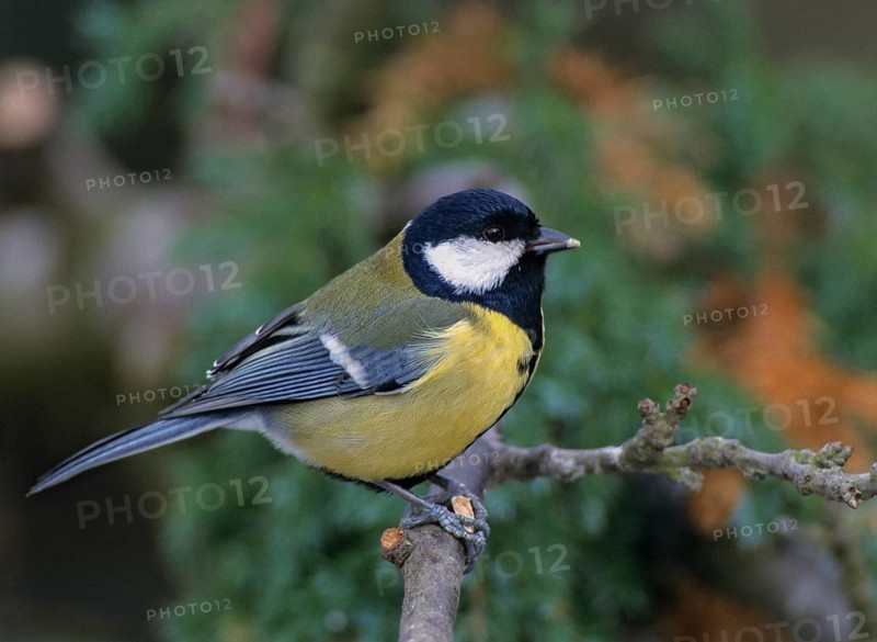Great tit, great tit, parus major, birds, leo, tit, passeri, songbirds, songbirds, tits, birds