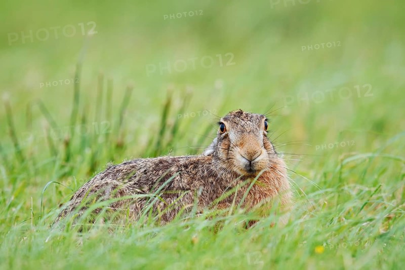 European hare (Lepus europaeus) sitting in a meadow, North Rhine-Westphalia, Germany