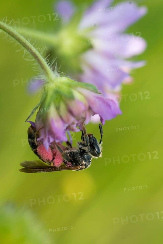 Andrena hattorfiana, apidae, bees, hymenoptera, crumpet sand bee, large scabious mining bee, sand bee, female, high size, portrait format, insects, female