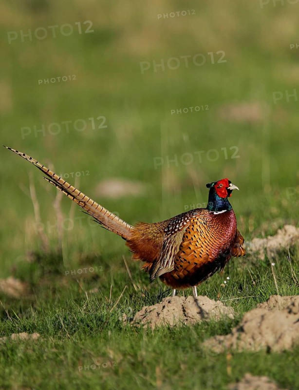 Common pheasant (Phasianus colchicus), close-up, a male with colourful plumage standing on a molehill in a green meadow in the spring sunshine, Schleswig-Holstein, Germany