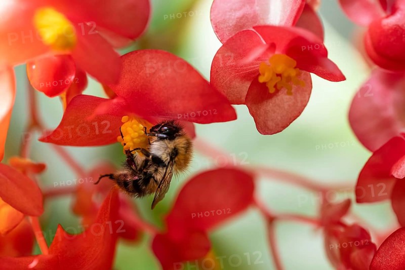 A bumblebee (Bombus) collecting nectar from a ‘Comte de Lesseps' begonia (Begoniaceae) in the Tropical Corridor, a hot and humid greenhouse that simulates a tropical habitat, at Chelsea Physic Garden, a historic botanical garden and the oldest botanical garden in London, founded in 1673 by the Worshipful Society of Apothecaries, Chelsea, England, United Kingdom