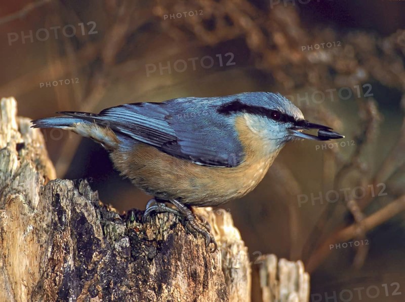 Nuthatch, Sitta Europaea, Birds, Leo, Passeri, Songbirds, Birds, Winter, Winter Feeding
