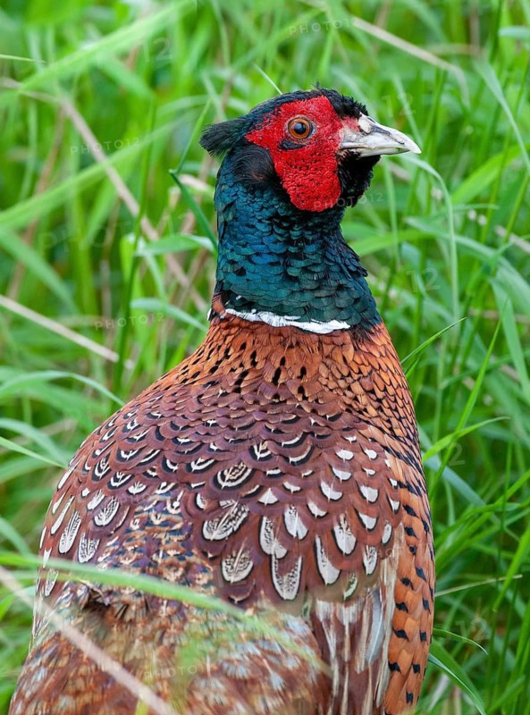 Pheasant, hunting pheasant, phasianus colchicus, pheasant, Sweden, birds, chickens, galliformes, smooth-footed chickens, high size, portrait format, chicken, chicken birds, male, phasianidae, Sweden, birds, Öland