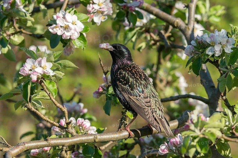 Star, Starling, Sturnus vulgaris, Birds, Passeri, Songbirds, Birds