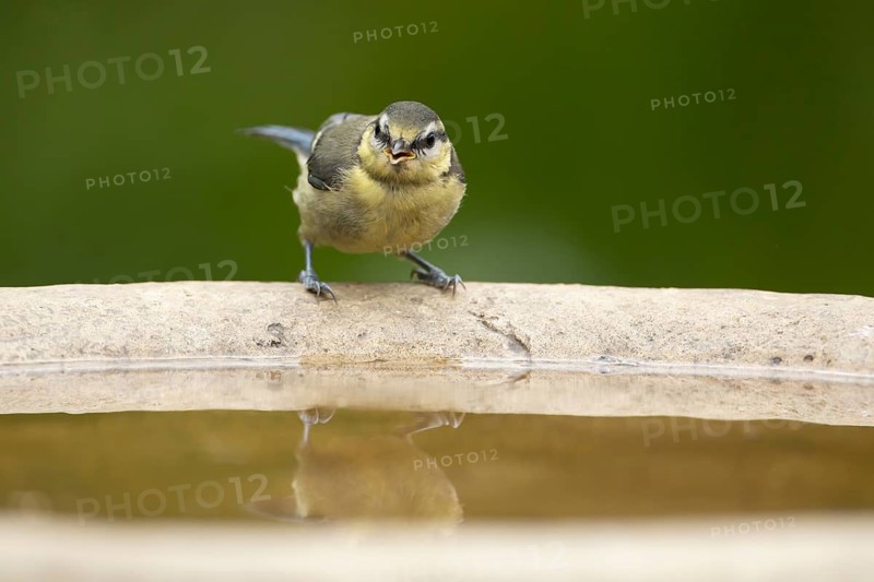 Blue tit (Cyanistes caeruleus) adult garden bird on a water bird bath, England, United Kingdom