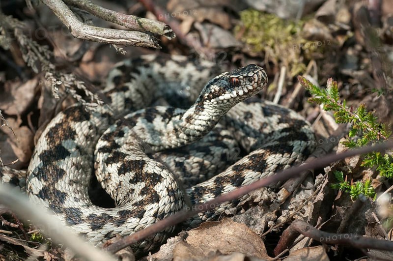 European adder, European viper, venomous snake, vipera berus, critters, poisonous reptiles, reptilia, snakes, snakes