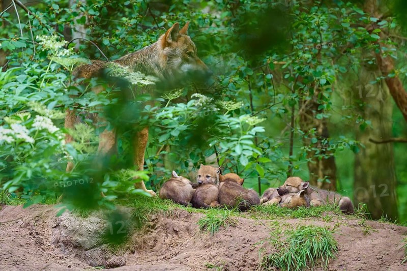 A wolf provides a sense of security for a litter of pups on a hill in a green, wooded area, Wolf (Canis lupus), Germany