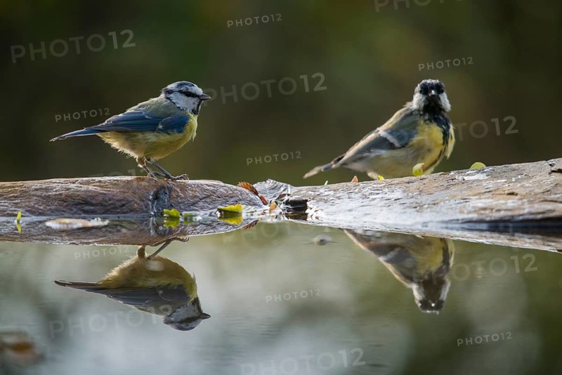 Blue tit, great tit, great tit, parus caeruleus, parus major, bath, bathe, bird bath, birds, tits, mirror, passeri, songbirds, songbirds, mirror image, tits, drinking, birdbath, birds, watering place
