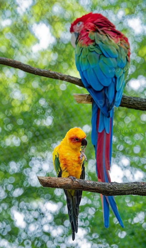 Sun Conure (Aratinga solstitialis), a South American parrot, and Green-winged Macaw (Ara chloropterus), a bird, in captivity, found in South America