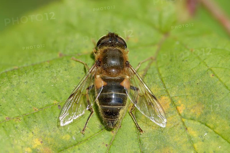 Eoseristalis pertinax, Eristalis pertinax, common wedge spotted hoverfly, hoverflies, syrphidae, tapered drone fly, diptera, insects, two-winged birds