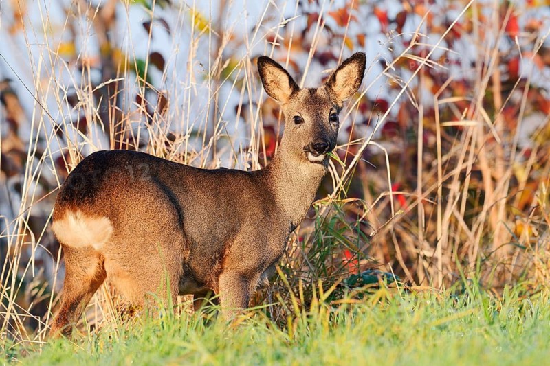European roe deer (Capreolus capreolus), female roe deer in autumn, North Rhine-Westphalia, Germany