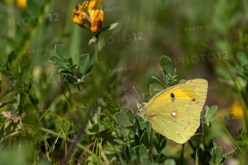 Clouded Yellow, Colias Crocea, Colias Croceus, Granelli, Italy, Pantani Cuba and Longarini, Post Squirrel, Migratory Yellow, Migratory Bird Sanctuary, Pantani Cuba & Longarini Migratory Bird Sanctuary, Insects, Italy, Butterfly, Sicily, Foundation for Biodiversity, Butterflies