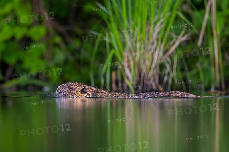 Coypu, nutria (Myocastor coypus) swimming along pond bank, invasive rodent in Europe, native to South America