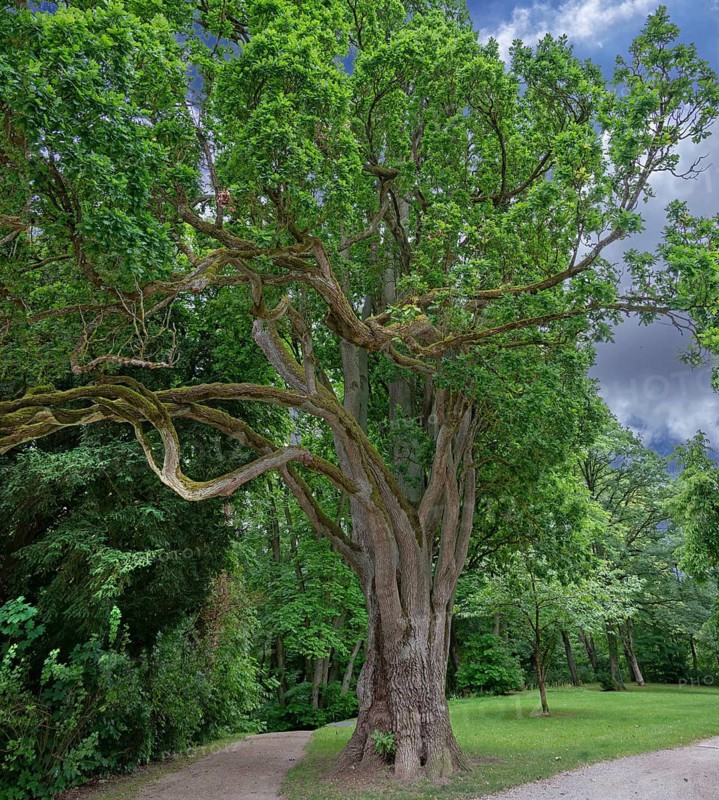 English oak (Quercus robur), Upper Franconia, Bavaria, Germany