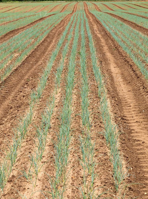 Lines of onion plant seedlings growing in field rows, Sutton, Suffolk, England, UK