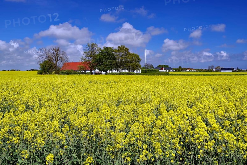 Yellow rapeseed field under blue, cloudy sky, sweeping rural views, Ystad, Skane, Sydostleden, Sweden
