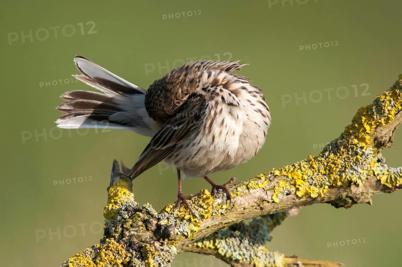 Anthus pratensis, meadow pipit, meadow pieper, birds, passeri, songbirds, birds