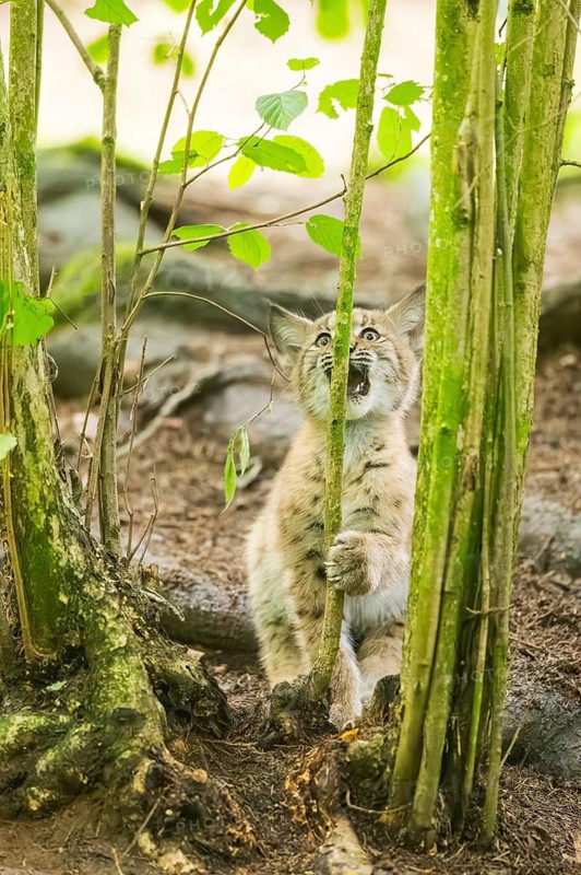 Eurasian lynx (Lynx lynx) youngster (cub) climbing up a tree in a forest, Bavaria, Germany